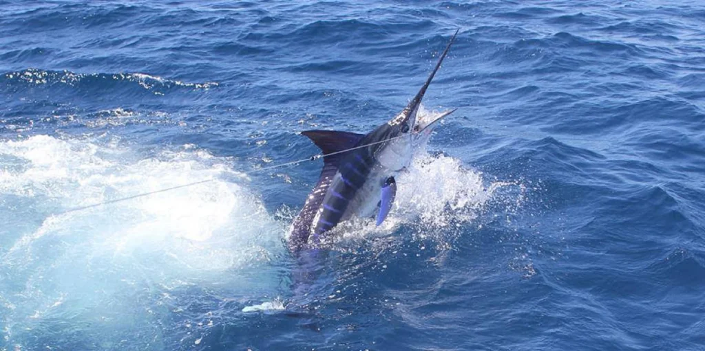 Marlin leaping out of the water off Bermagui